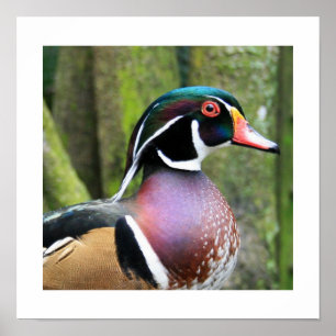Poster Male Wood Duck Profile