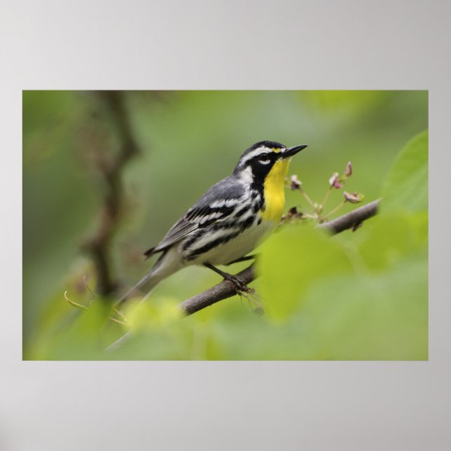 Poster Male Yellow-throated Warbler, Dendroica (Frente)