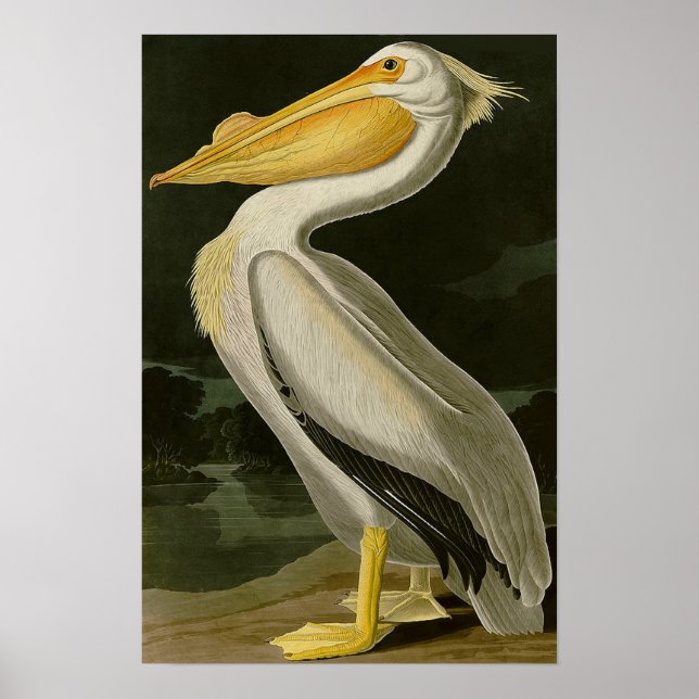 Poster Malibu Life Design Series Pelican (Frente)