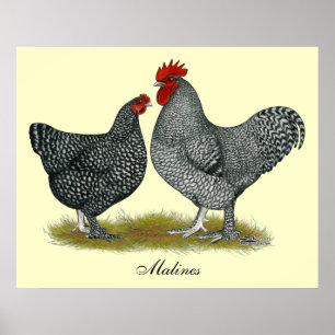 Póster Maline Chickens