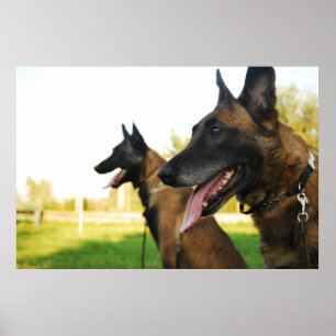 Póster malinois belgas do pastor