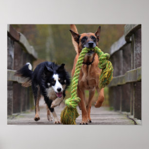 Poster Malinois e Collie Fronteiriço Correndo na Ponte