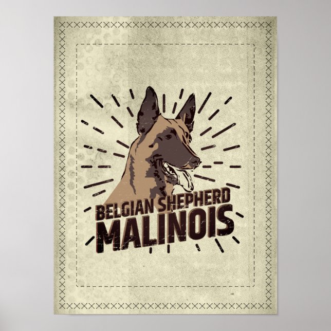 Poster Malinois - pastor belga - Mechelaar - Maligator (Frente)