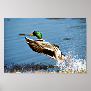 Poster Mallard drake