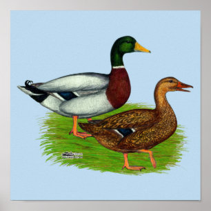 Poster Mallard Drake e Duck