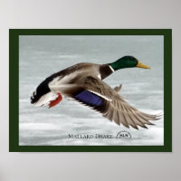 Mallard Drake em voo