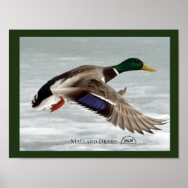 Poster Mallard Drake em voo