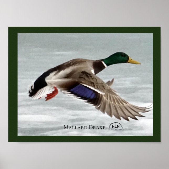 Poster Mallard Drake em voo (Frente)