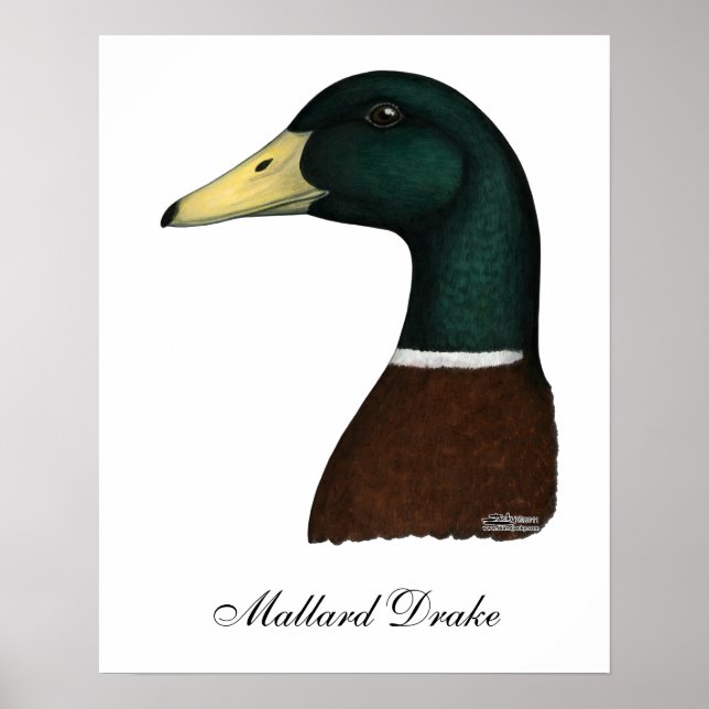Poster Mallard Drake Head (Frente)