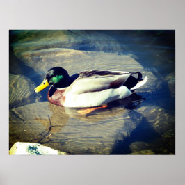 Poster Mallard Duck