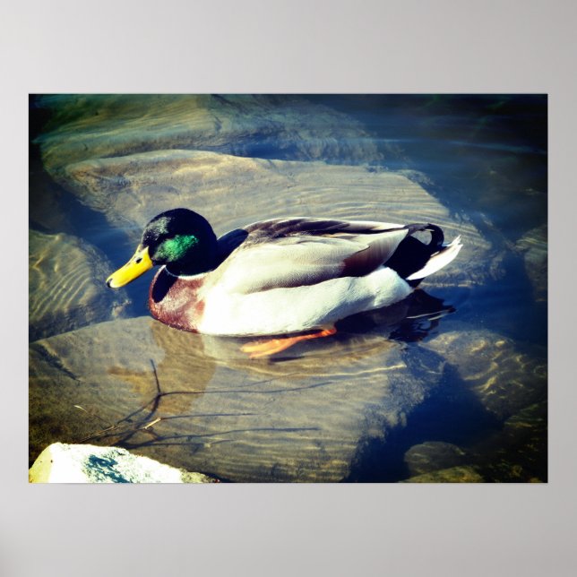 Poster Mallard Duck (Frente)