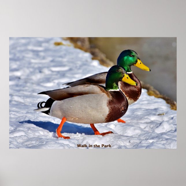 Poster Mallard Duck (Frente)