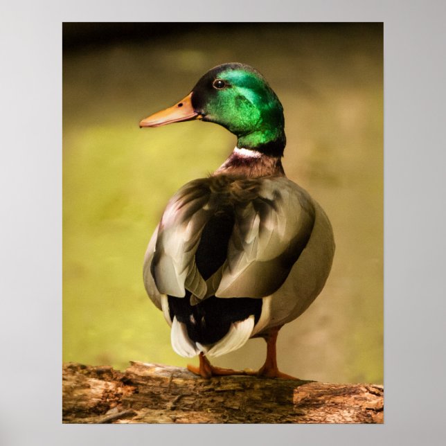 Poster Mallard Duck (Frente)