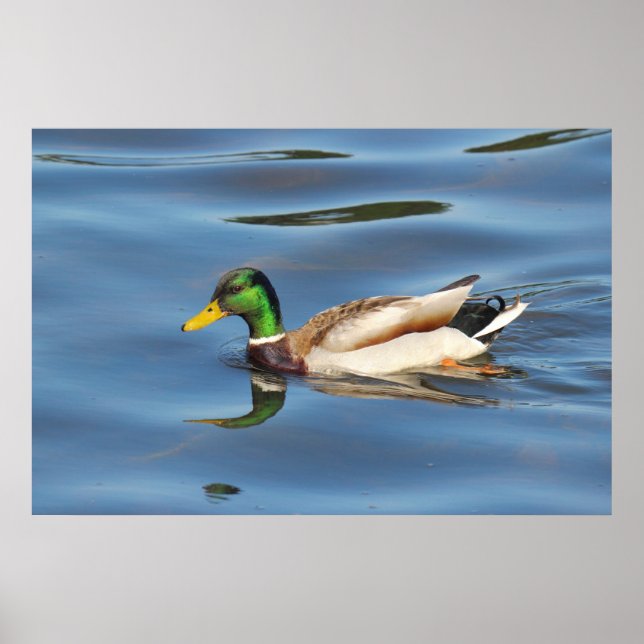 Poster Mallard Duck (Frente)