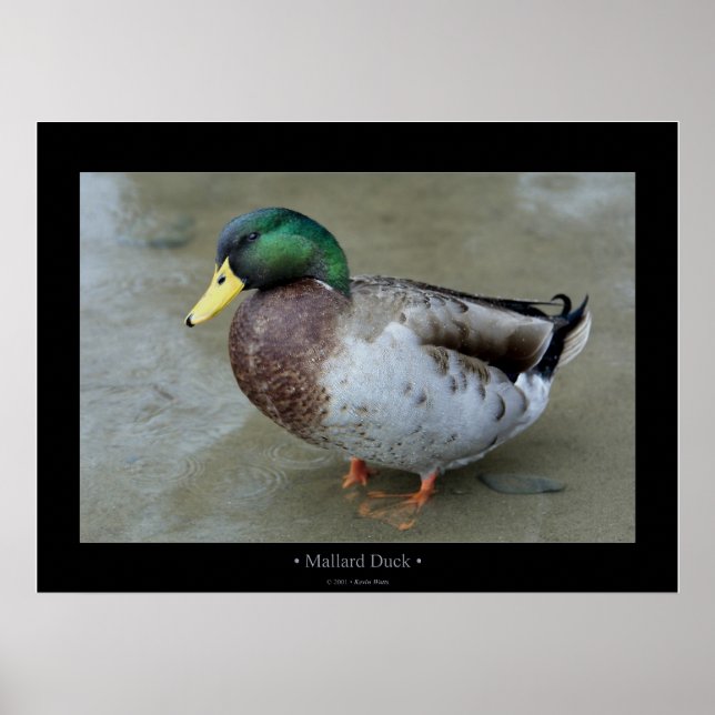 Poster Mallard Duck (Frente)