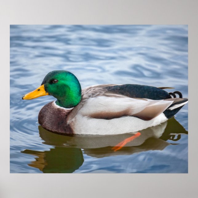 Poster Mallard Duck (Frente)