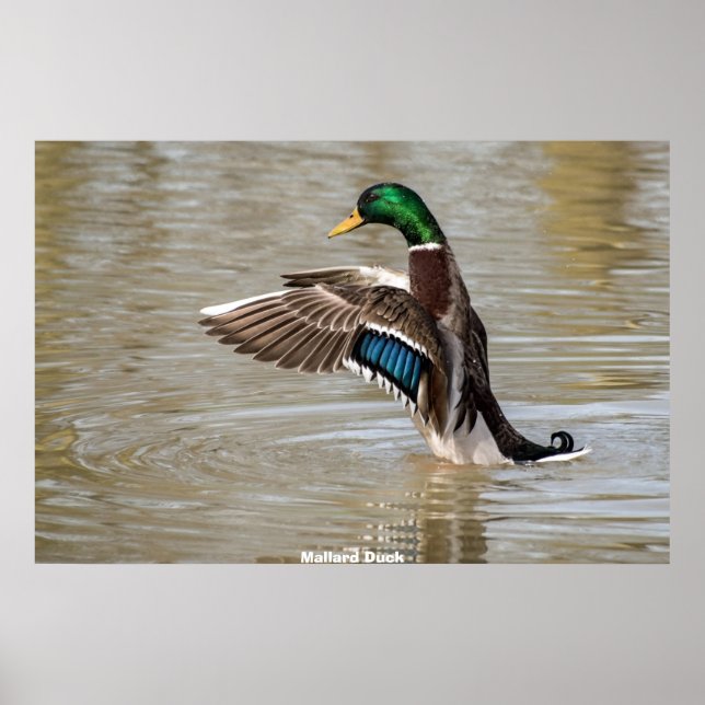 Poster Mallard Duck (Frente)