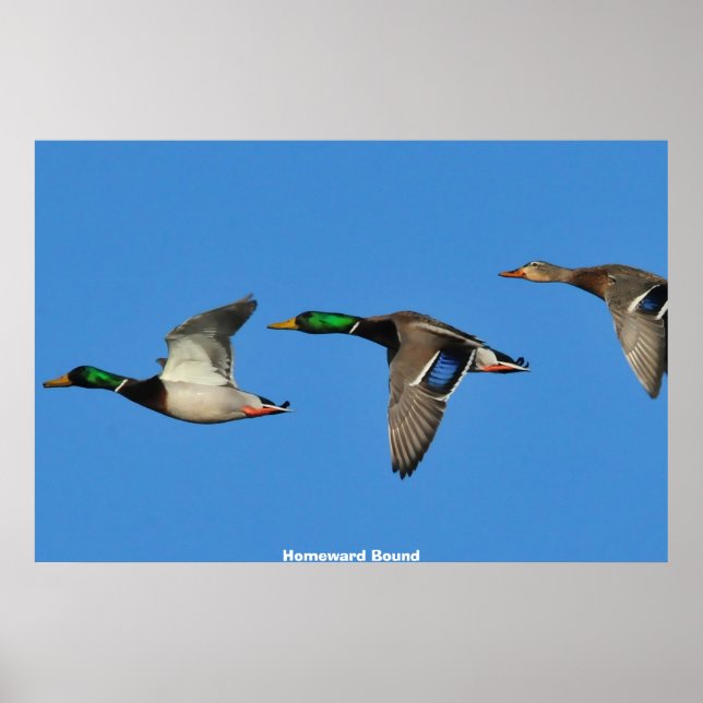 Poster Mallard Duck (Frente)