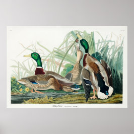 Poster Mallard Duck, 1834, dos Pássaros da América