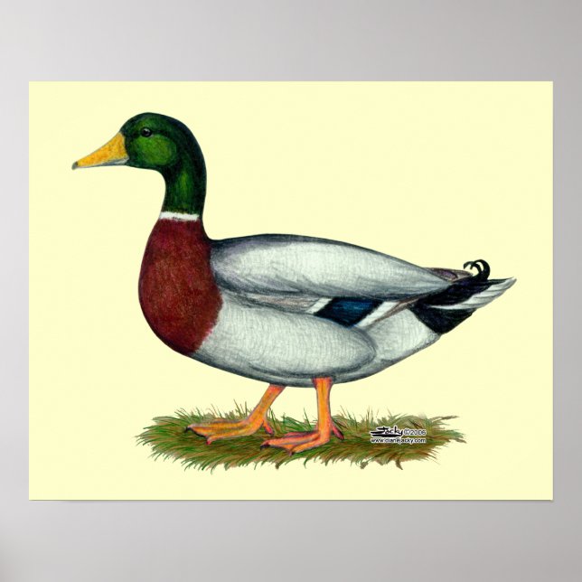Poster Mallard Duck Drake (Frente)