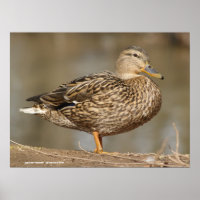 Mallard Duck fêmea