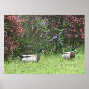 Poster Mallard Duck Male