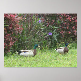 Poster Mallard Duck Male