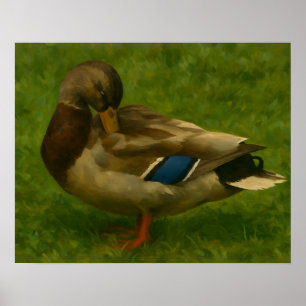 Poster Mallard Duck na Luz dos Prados