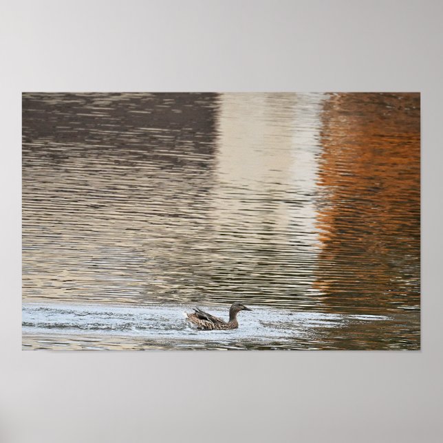 Poster Mallard Duck NatalPoster (Frente)