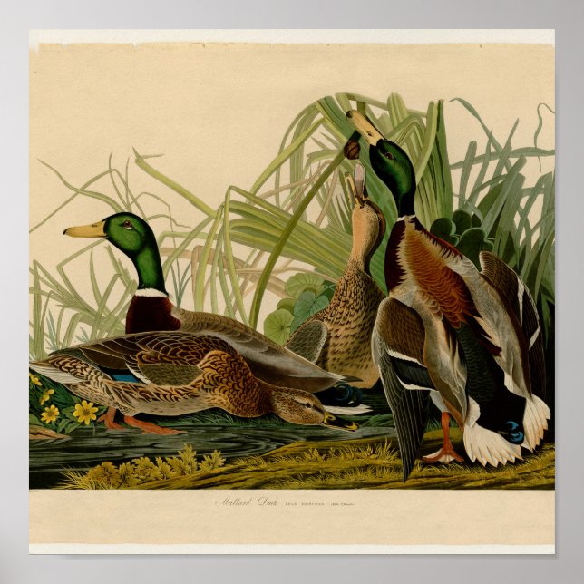 Poster Mallard Duck - Pincel de Ave Audubon (Frente)