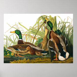 Poster Mallard Duck por John James Audubon
