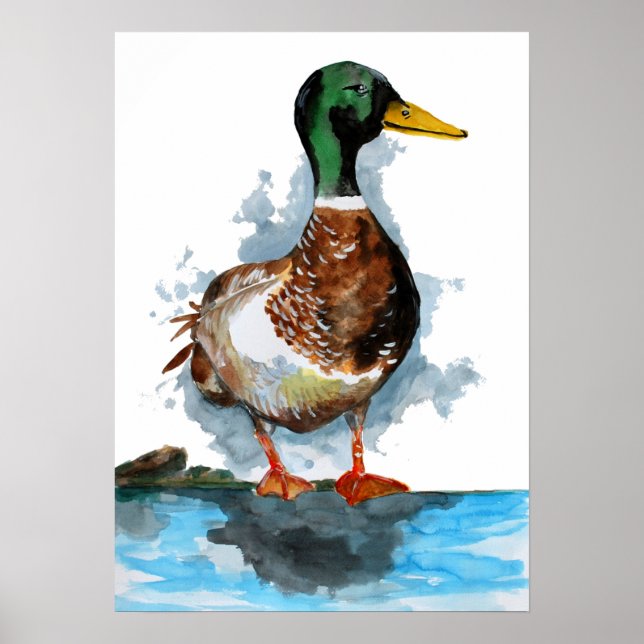 Poster Mallard Duck Watercolor (Frente)