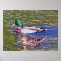 Mallard Ducks