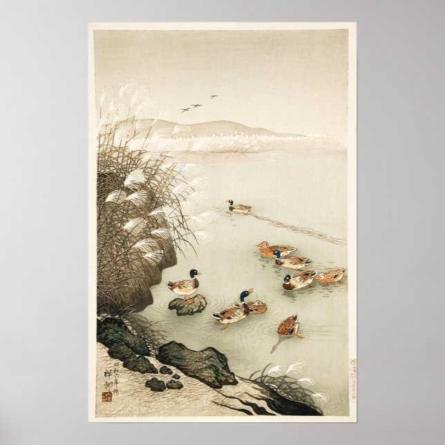 Poster Mallard Ducks Nadando por Grass de Pampas (Frente)