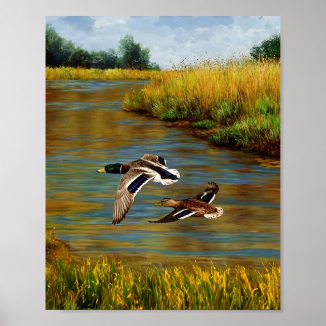 Poster Mallard Ducks Voando Sobre Pond (Frente)