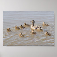 Mallard e Ducklings