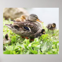 Mallard, Mulher, Cercada Por Dutos