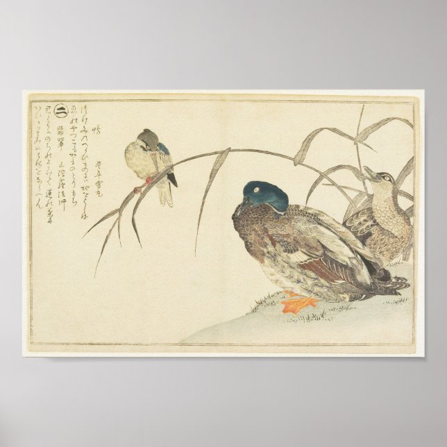 Poster Mallards e um Kingfisher (Utamaro) (Frente)