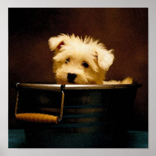 Póster Maltês no Washtub