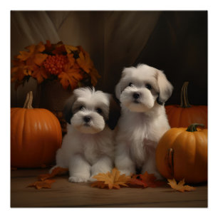 Póster Malti tzu Puppy Autumn Delight Pumpkin