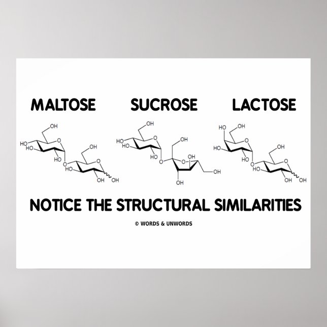 Póster Maltose Sacarose Lactose Semelhança Estrutural (Frente)