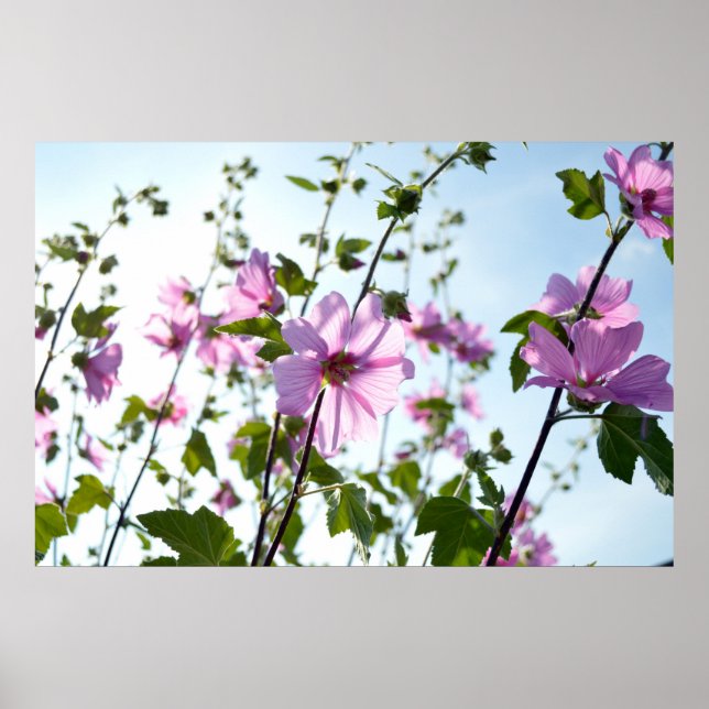 Póster Malva-arbórea Floresce no Verão (Frente)