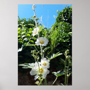 Poster Malvariscos flor, Alcea Alba