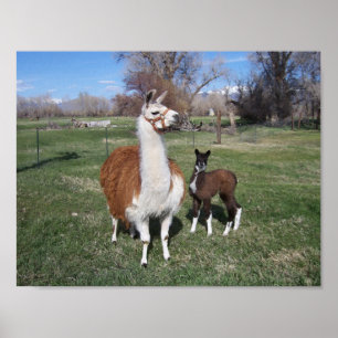 Póster Mama da Lama e bebê do lama