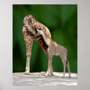 Póster Mamã e bebê do girafa