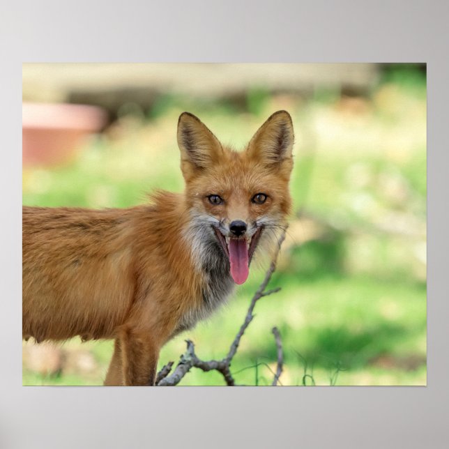 Poster Mama Fox no Vale do Hudson (Frente)