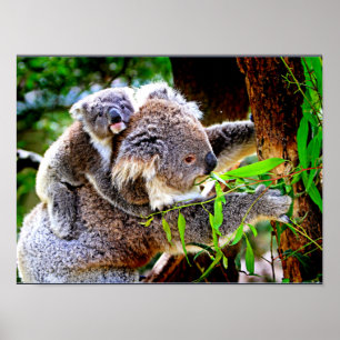 Poster Mama Koala e Baby Joey em uma árvore