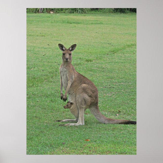 Poster Mama Roo e Joey (Frente)