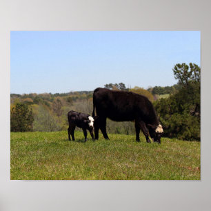 Póster Mama Vaca e vitela no pasto de Texas