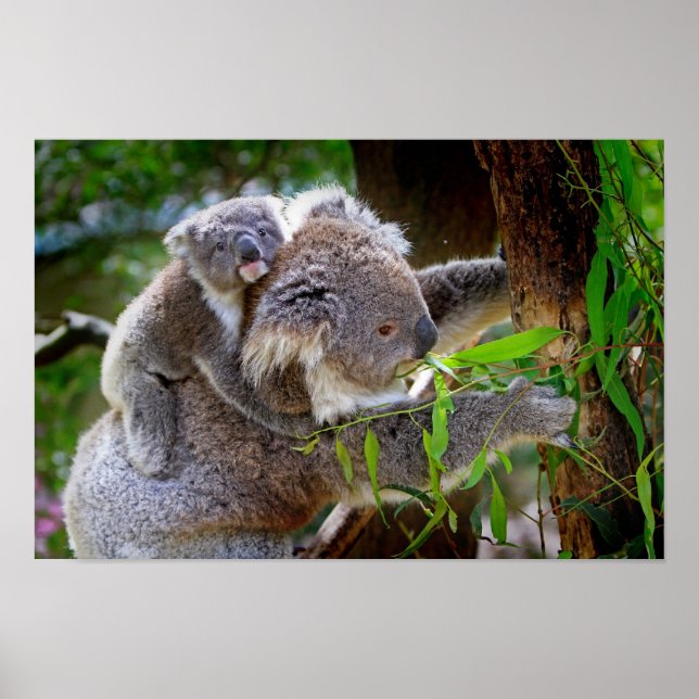Poster Mamãe e Baby Koalas (Frente)